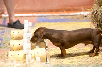 Topeka Barn Hunt - Sunday