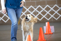 DMGRC Obedience & Rally Sunday