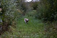 PBGV Wisconsin Fall Hunt