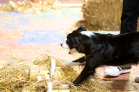 Fort Dodge Barn Hunt Sunday