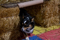 Klimb Barn Hunt Thursday & Friday