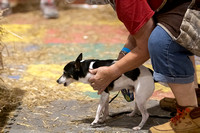 Topeka Barn Hunt - Saturday