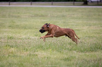 Iowa Coursing Association Water Works Saturday