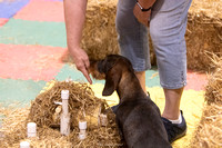 Topeka Barn Hunt Thursday & Friday