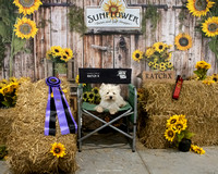 Topeka Barn Hunt Portraits